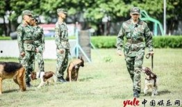 训犬师爆料糯米视频下载,糯米视频下载背后的惊人内幕